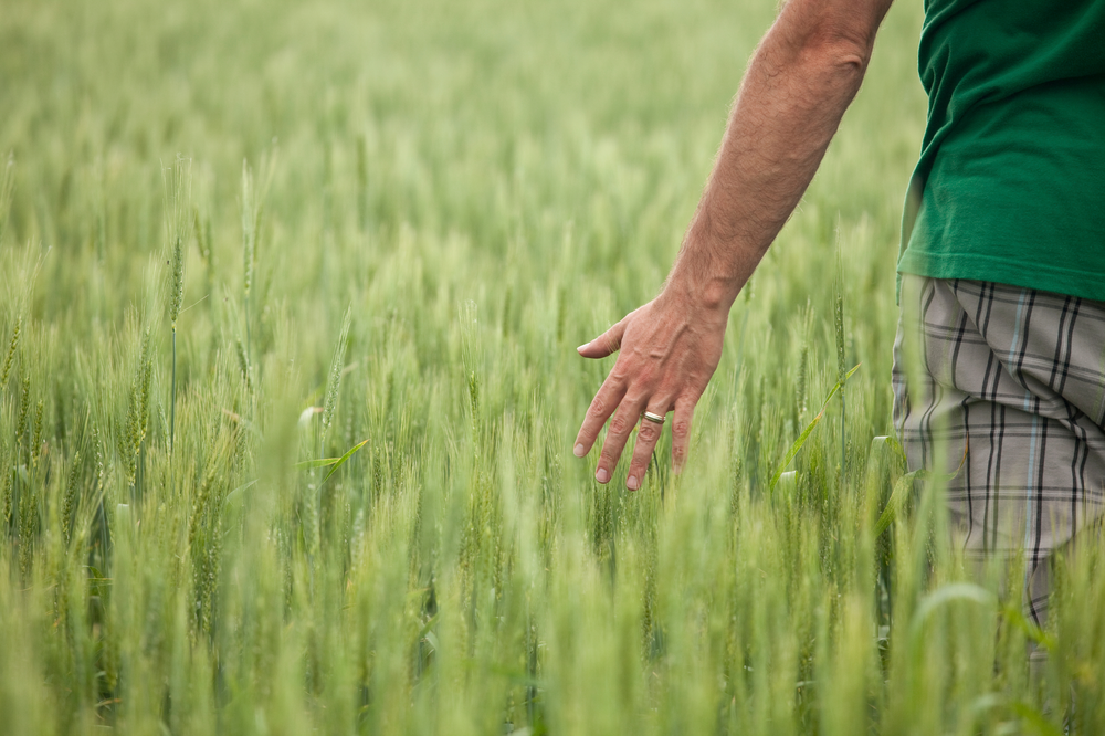 FIELD iStock 17203998Large