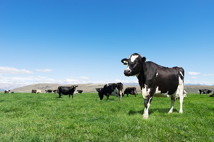 NZ cows v3