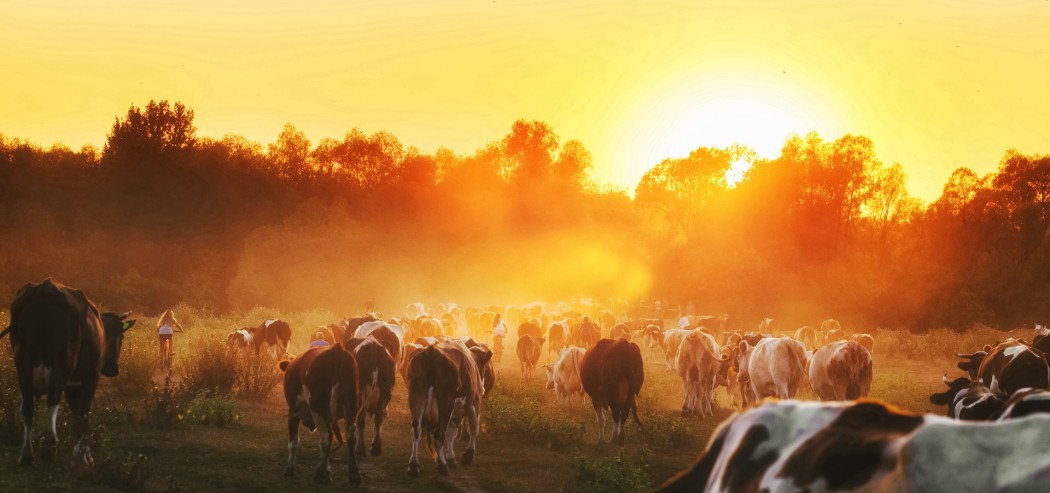 cows in paddock sunset hires v2