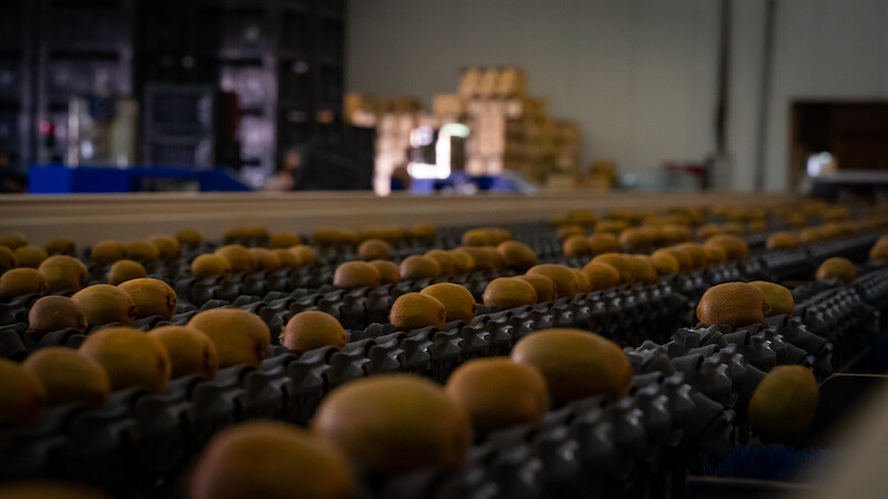 kiwifruit for export