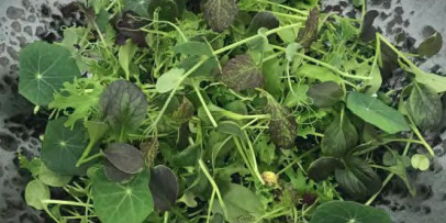 microgreens